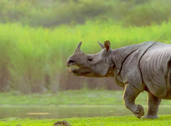 Kaziranga Nation park