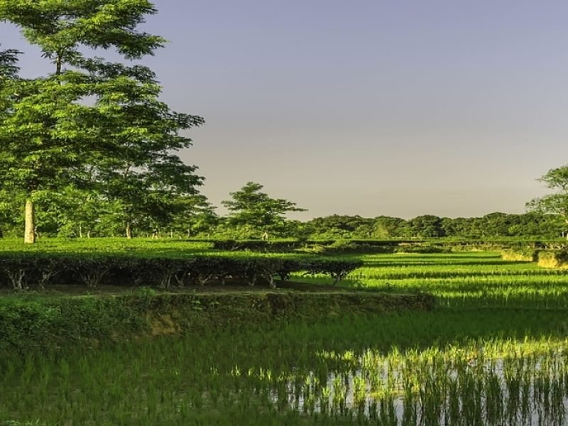 Jorhat , Majuli  Holiday Tour 3 Nights 4 Days