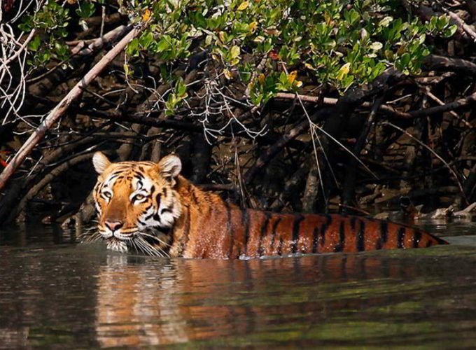 Sunderbans vacation tour package (4 Nights/ 5 Days)