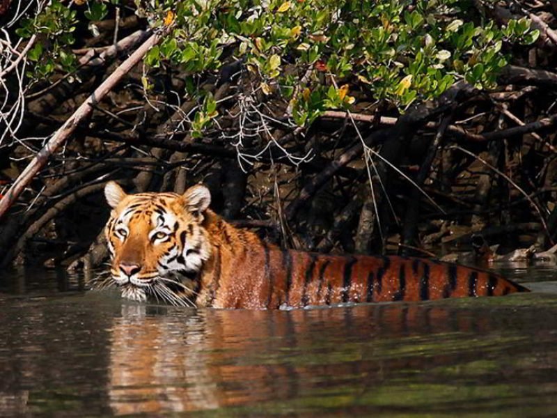 Sunderbans vacation tour package (4 Nights/ 5 Days)