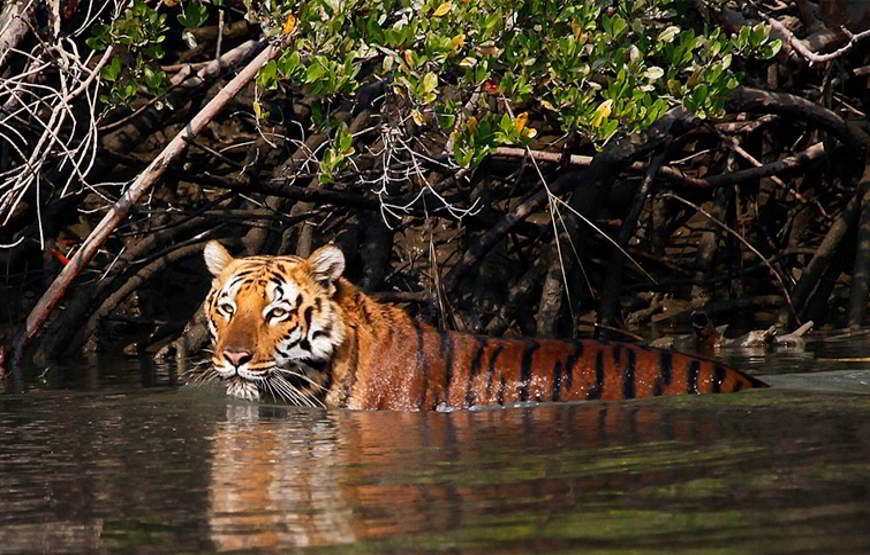 Sunderbans vacation tour package (4 Nights/ 5 Days)