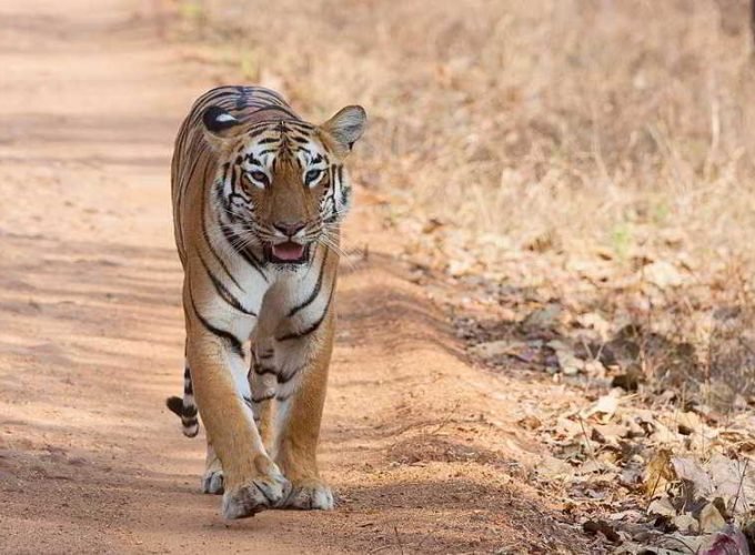 Tadoba Tiger Safari, Chandrapur Holidays Tour (02 night 03 days)