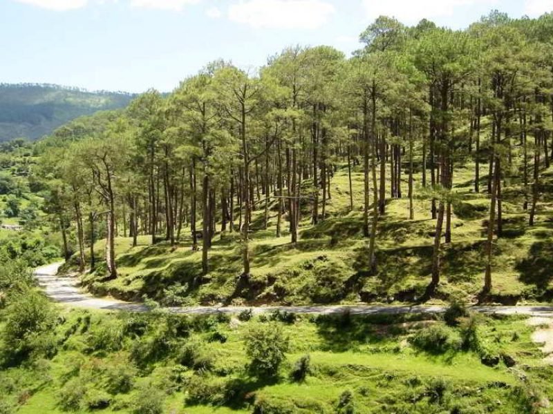 Almora, Binsar Tour (05 Nights /06 days)