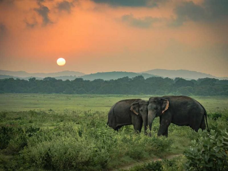 ASSAM ITINERARY 6 NIGHTS 7 DAYS