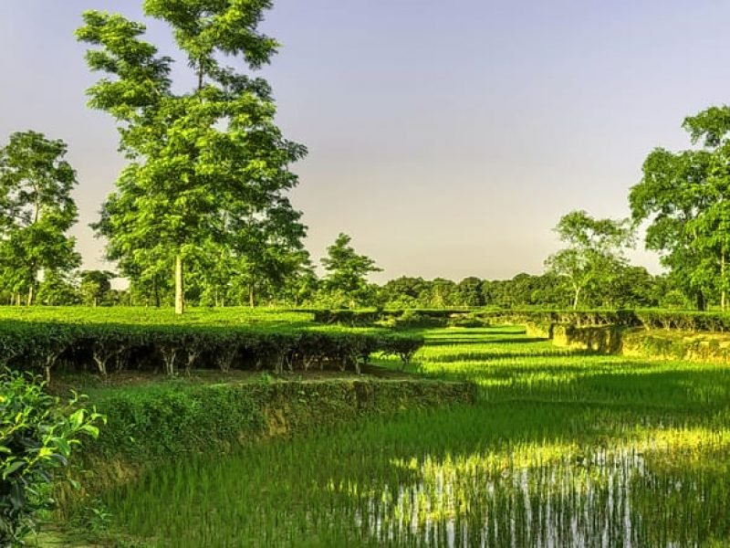 Jorhat, Majuli Holidays Tour 3 Nights 4 Days