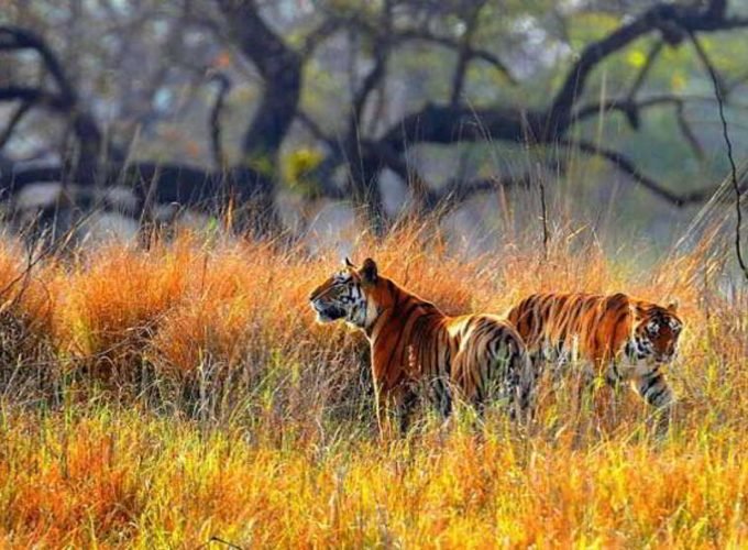 Bhubaneswar Holiday Tour 01 Night & 02 Days