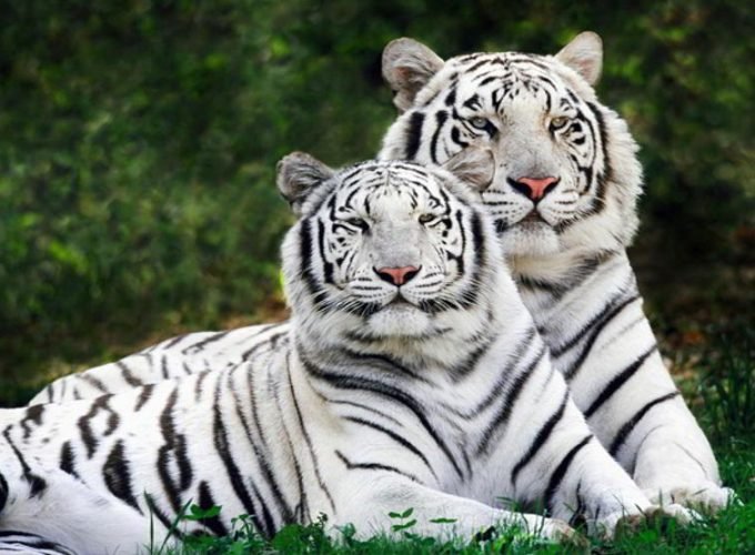 Odisha Adventure Tour 09 Nights 10 days