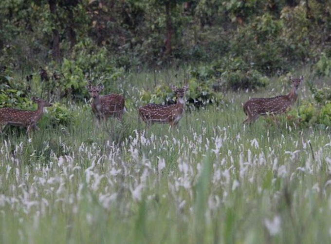 Satkosia & Bhitarkanika Holiday Tour 01 Night & 02 Days