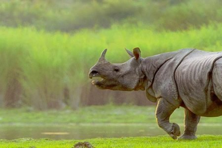 Kaziranga Nation park