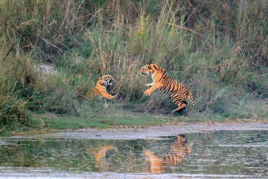 Dudhwa National Park Advanture Tour (02 Nights // 03 Days)