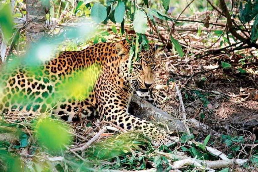 Katarniaghat Wildlife Sanctuary Advanture Tour (02 Nights // 03 Days)