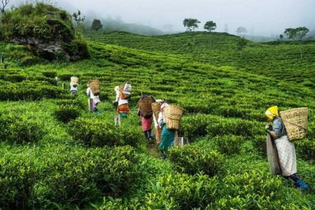 SHORT ESCAPE TO SUNDARBANS (2 Dights / 3 Days)