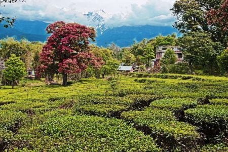 Thrilling Dharamshala Chamunda Devi & Gopalpur Zoo 05 days Tour