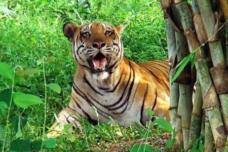 Tripura (Agartala) Tour Package (03 Nights/ 04 Days)