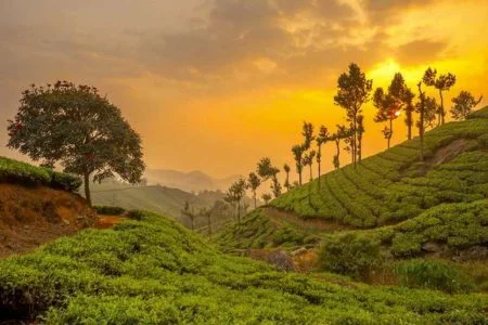 God’s Own Country 06 days Kerala tour