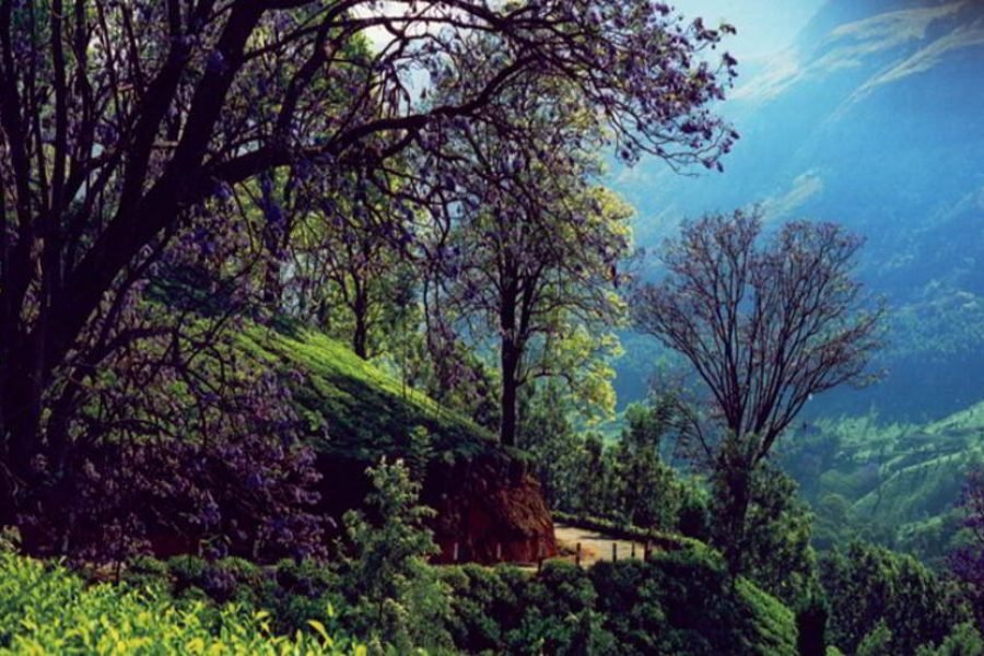 God’s Own Country Kerala 15 days tour