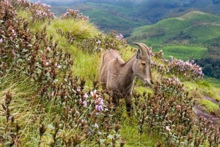 God’s own Country Kerala Madurai, Rameshwaram, Kovalam and Kanyakumari Tour