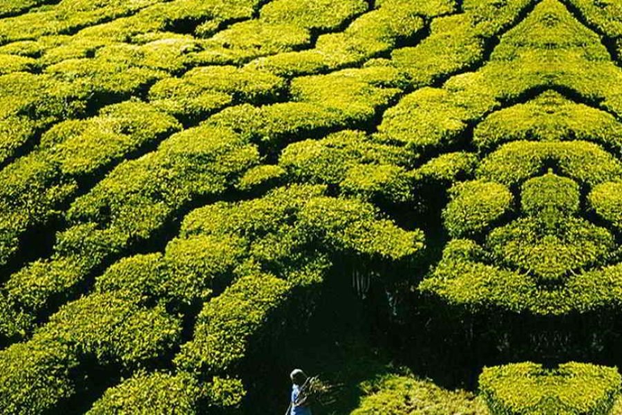 “God’s Own Country Kerala” Poovar Tour