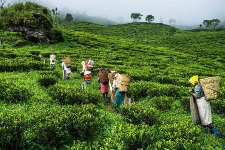 Beautiful trek of West Bengal 4 Night / 5 Days