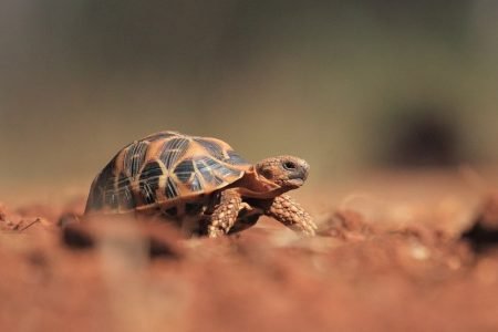 Magical Kabini Wayanad (04 Nights/05 Days)