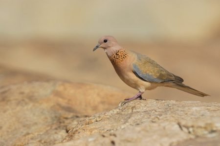 Golden Chariot Pride of the South Package (07 Nights/08 Days)