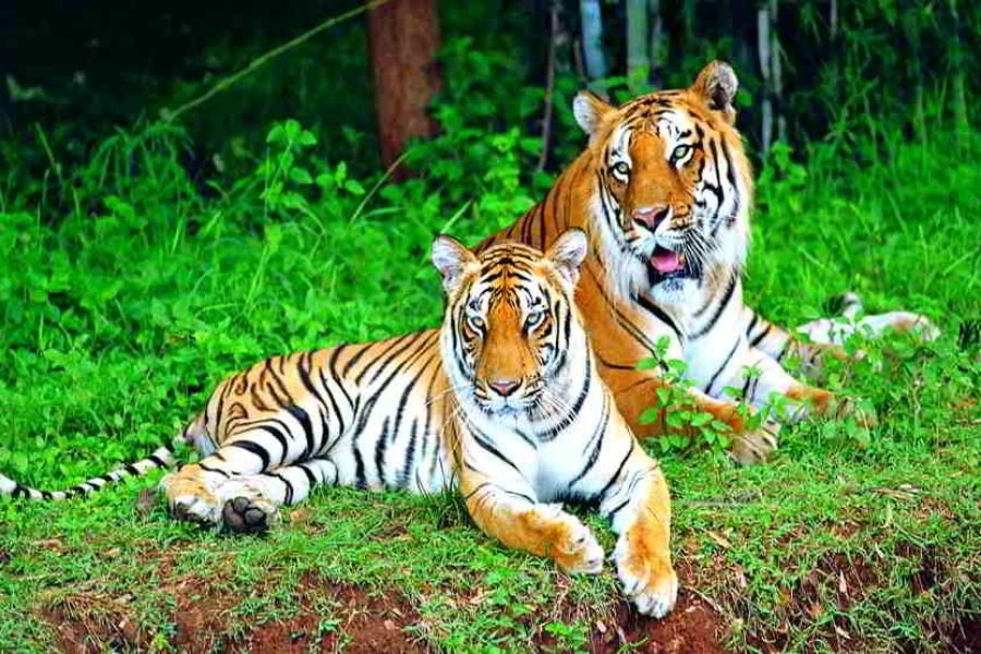 Hyperphysical Karnatka (09 Night/10 Days)