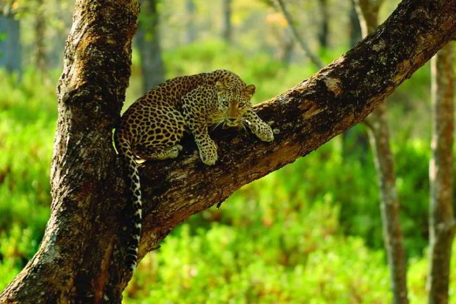 Entrancing Karnataka tour package (05 Nights/06 Days)