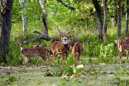 Charming Wayanad, Coorg, Mysore Package 05 Nights/06 Days