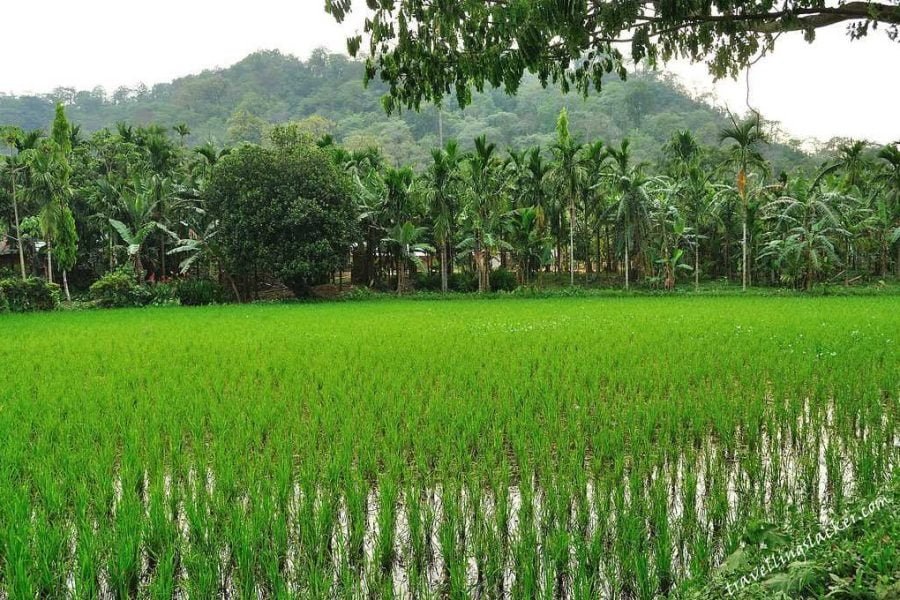 Delightful Meghalaya Tour 05 Nights & 6 Days