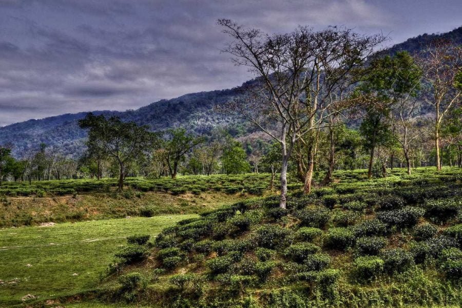 Assam with Kaziranga 06 Nights / 07 Days