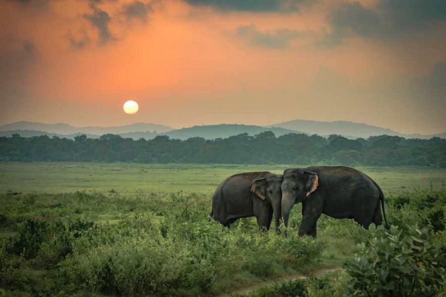 ASSAM ITINERARY 6 NIGHTS 7 DAYS