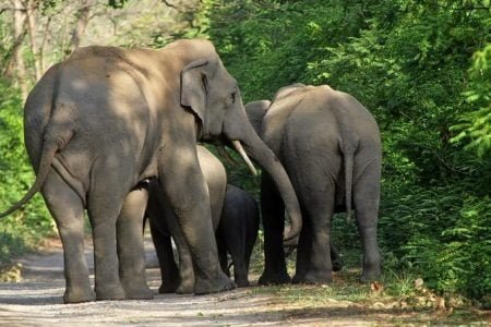 Manas National Park (Assam)Adventure Tour (02 Nights & 03 Days)