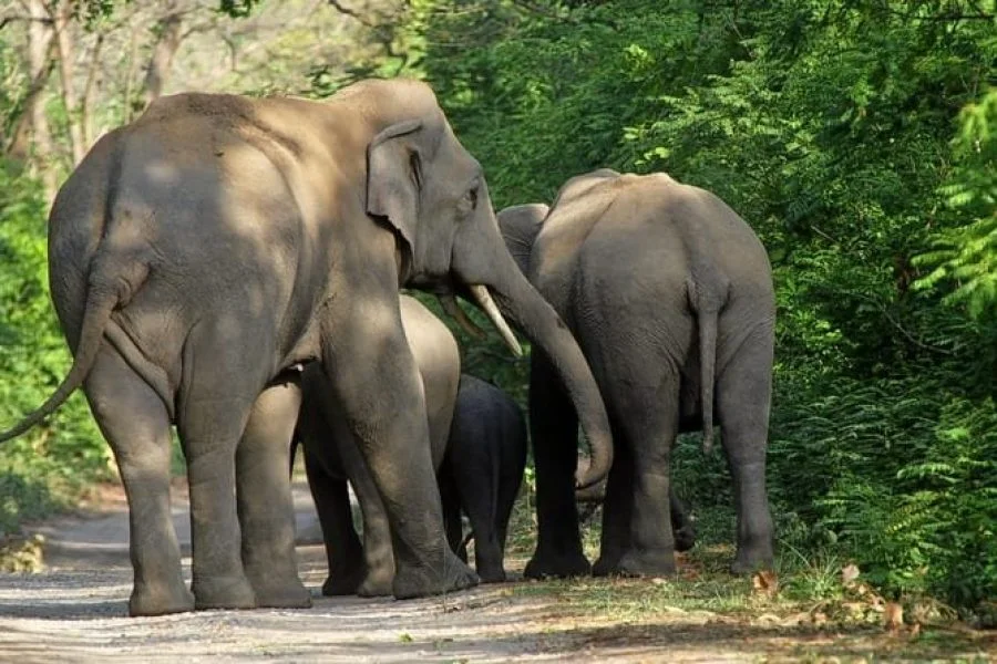Thrilling Kaziranga & Shillong Tour ( 06 Nights & 07 Days )