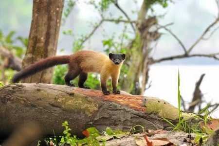 GUWAHATI-KAZIRANGA-MAJULI-SIBSAGAR-JORHAT HOLIDAY TOUR 06 NIGHTS & 07 DAYS