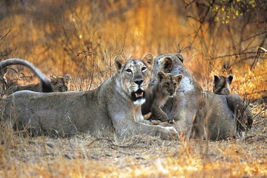 Alluring Tour of Gujarat 02 Nights 03 Days