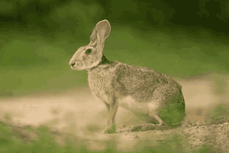 Ellenabad Tour Package (03 Nights 04 Days)