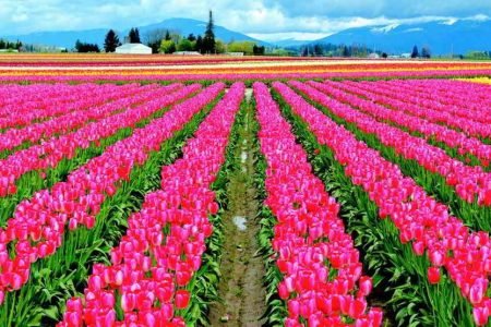 Exotic Kashmir with Vaishno Devi & Delhi Holiday Tour 07 Night – 08 Days