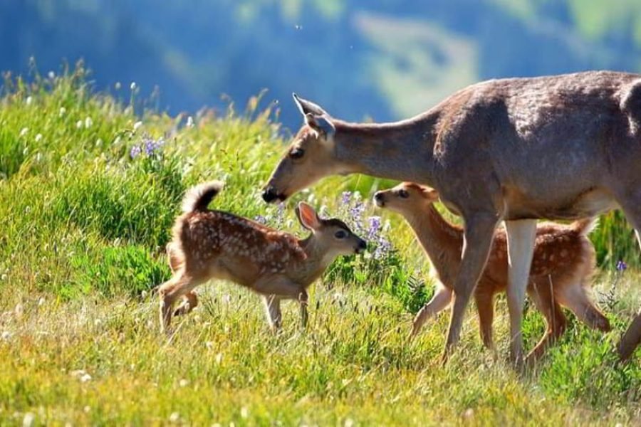 Enchanting Meghalaya ( 02 Nights & 03 Days)