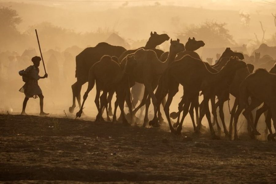 Rajasthan Holiday Tour 05 nights 06 Days