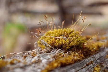 Beautiful Pelling, Namchi Holiday tour 04 nights 05 days