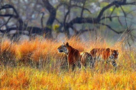 Bhubaneswar Holiday Tour 01 Night & 02 Days