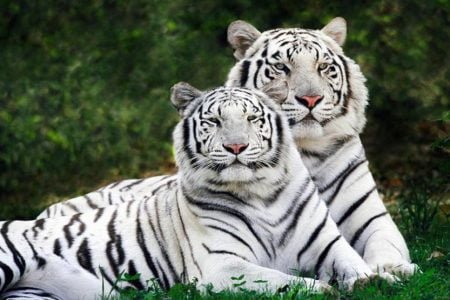 Gupteswar Temple Tour 02 Nights & 03 Days