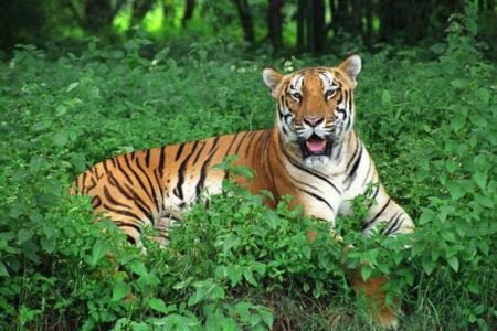 Chandanpur Holiday tour  03 Nights &  04 Days