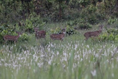 Bhubaneswar , Bhitarkanika , Puri , Gopalpur, Taptapani Holiday Tour 09 Nights & 10 Days